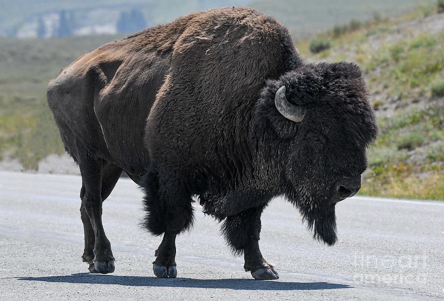 Bison Yellowstone Digital Art by Tammy Keyes