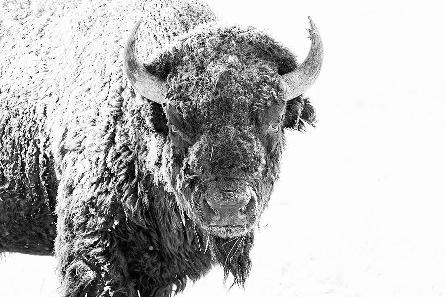 Bisons Stare in Black and White Photograph by Tony Hake