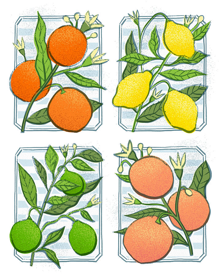 Bistro Citrus Botanical Art Quad - Orange Lemon Lime Grapefruit - Art by Jen Montgomery Painting by Jen Montgomery