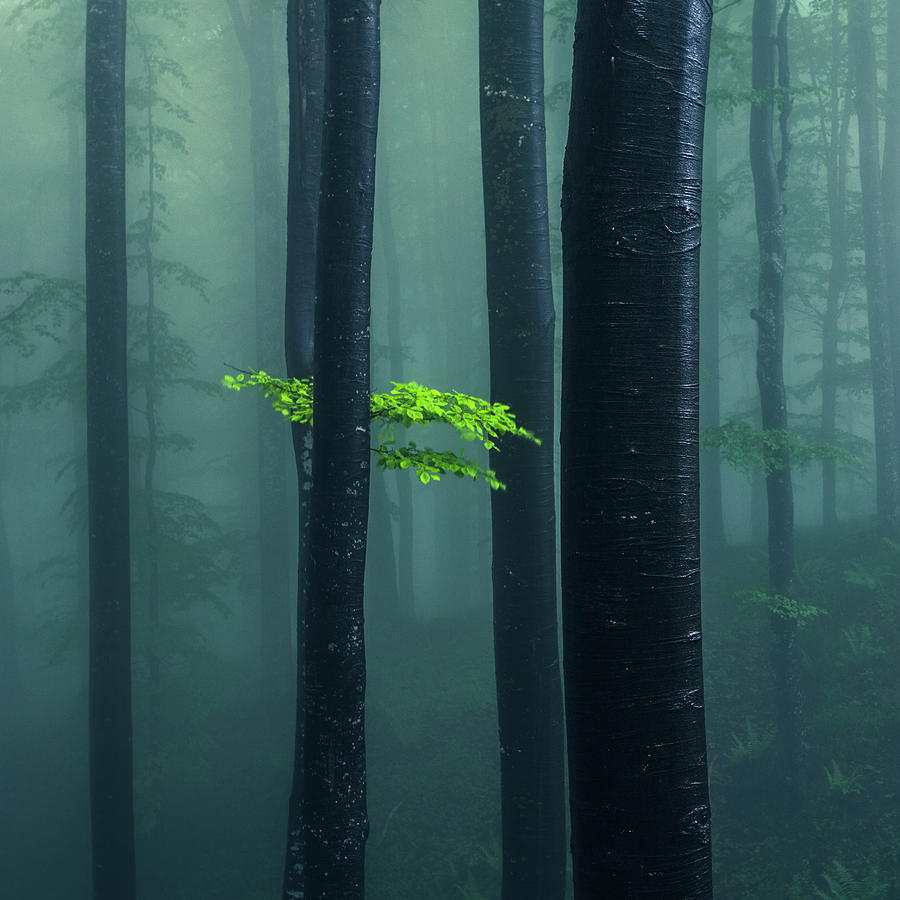 Bit Of Green Photograph by Evgeni Dinev