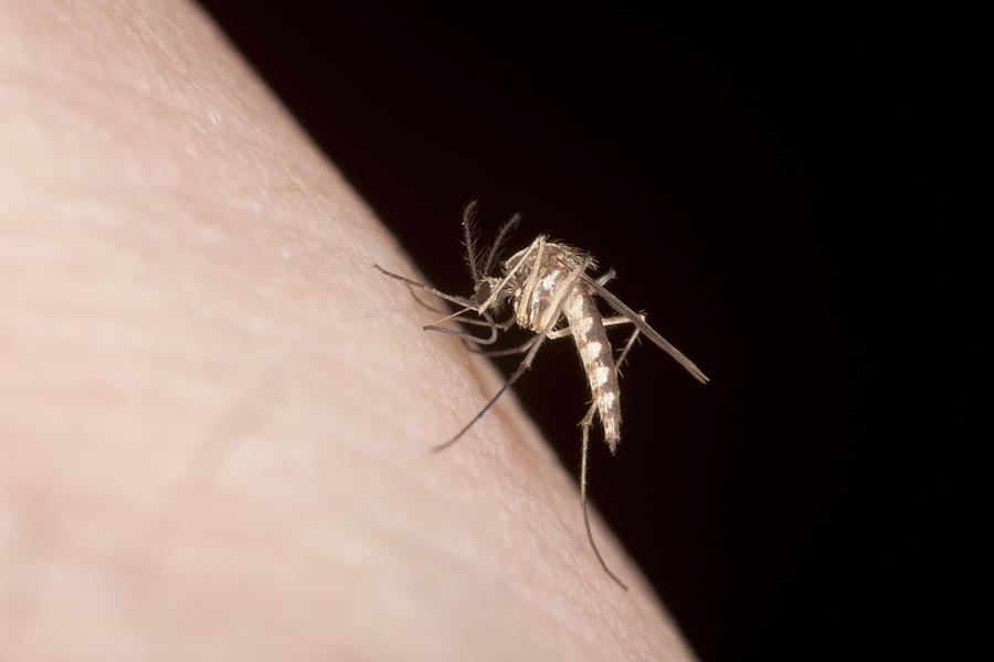 Biting Mosquito #2 Photograph by Bernard Lynch