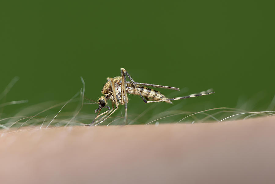 Biting mosquito, Culex pipiens, close-up Photograph by Westend61