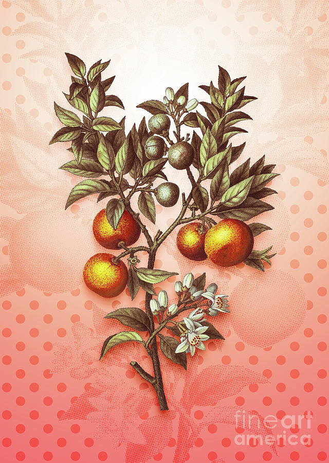 Bitter Orange Vintage Botanical In Peach Fuzz Polka Dot Pattern N.1777 Painting