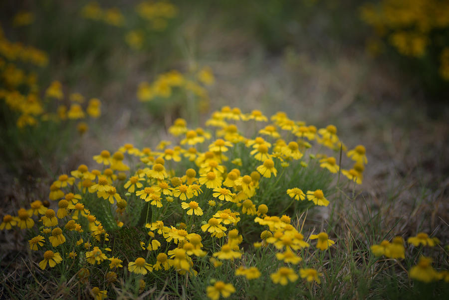 Bitter Sneezeweed Photograph by DArcy Evans