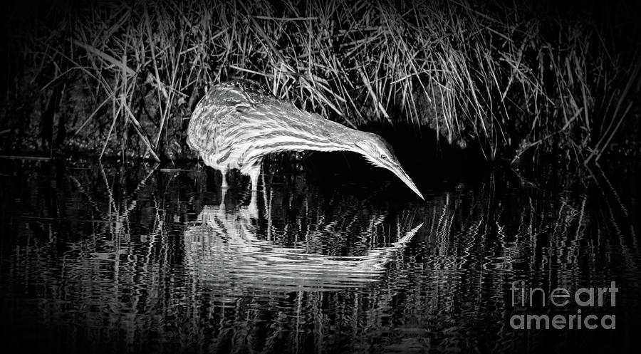 Bittern Reflection In Black and White Photograph by Karen Silvestri