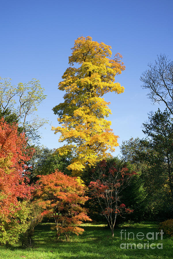 Bitternut Hickory Tree in the Autumn Sunlight Photograph by Tim Gainey