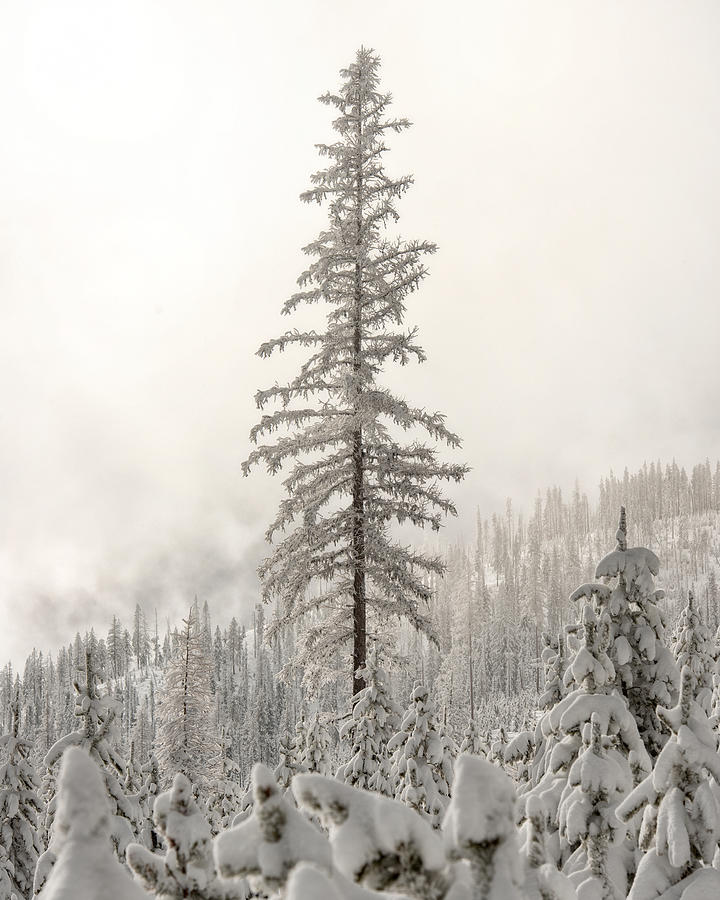 Bitterroot Winter Sentinel Photograph by Matt Hammerstein