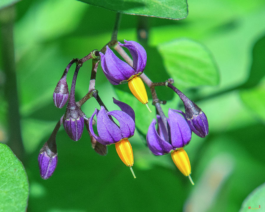 Bittersweet Nightshade or Climbing Nightshade DFL1051 Photograph by
