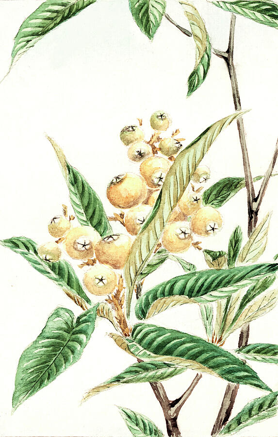 Biwa Loquat by Megata Morikaga Painting by Mango Art - Fine Art America