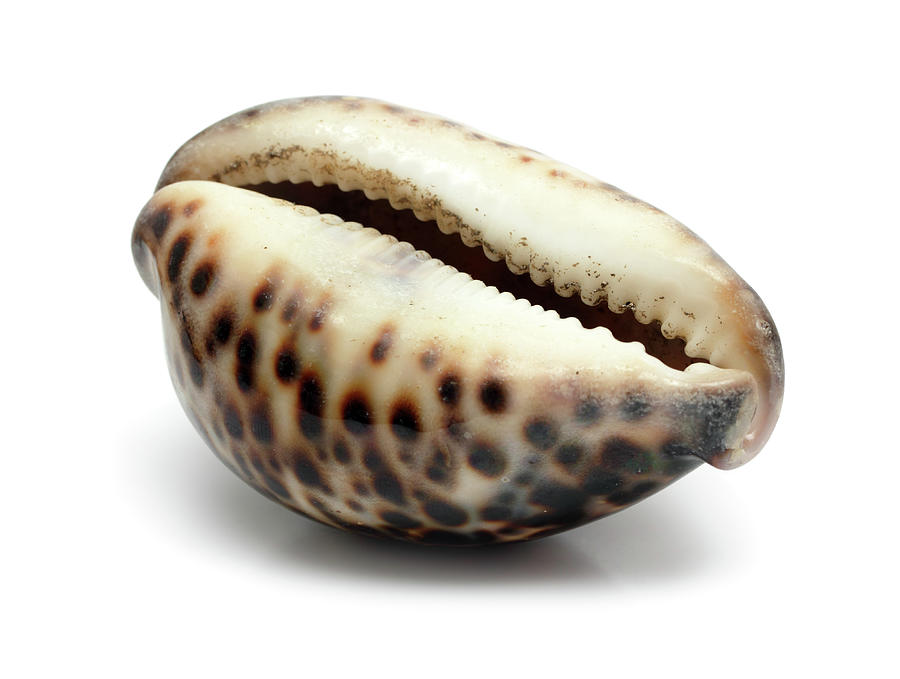 Bizarre Sea Shell Close-up Photograph by Mikhail Kokhanchikov