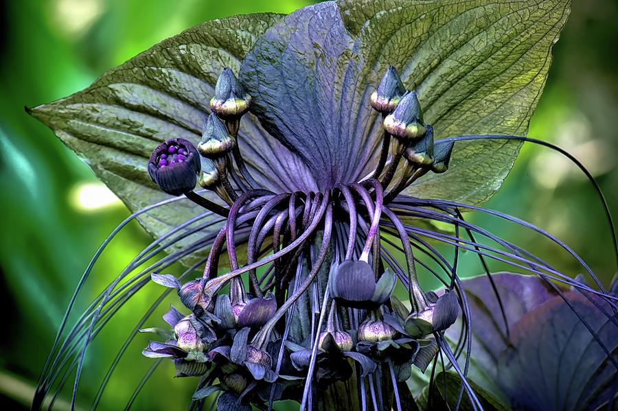 Bizzare And Beautiful Black Bat Flower Photograph