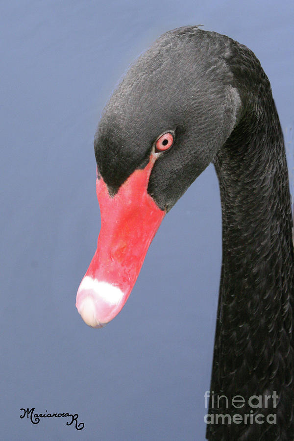Bkack Swan Portrait Photograph by Mariarosa Rockefeller