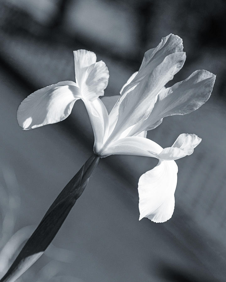 Blach and White Iris Photograph by Claude Dalley