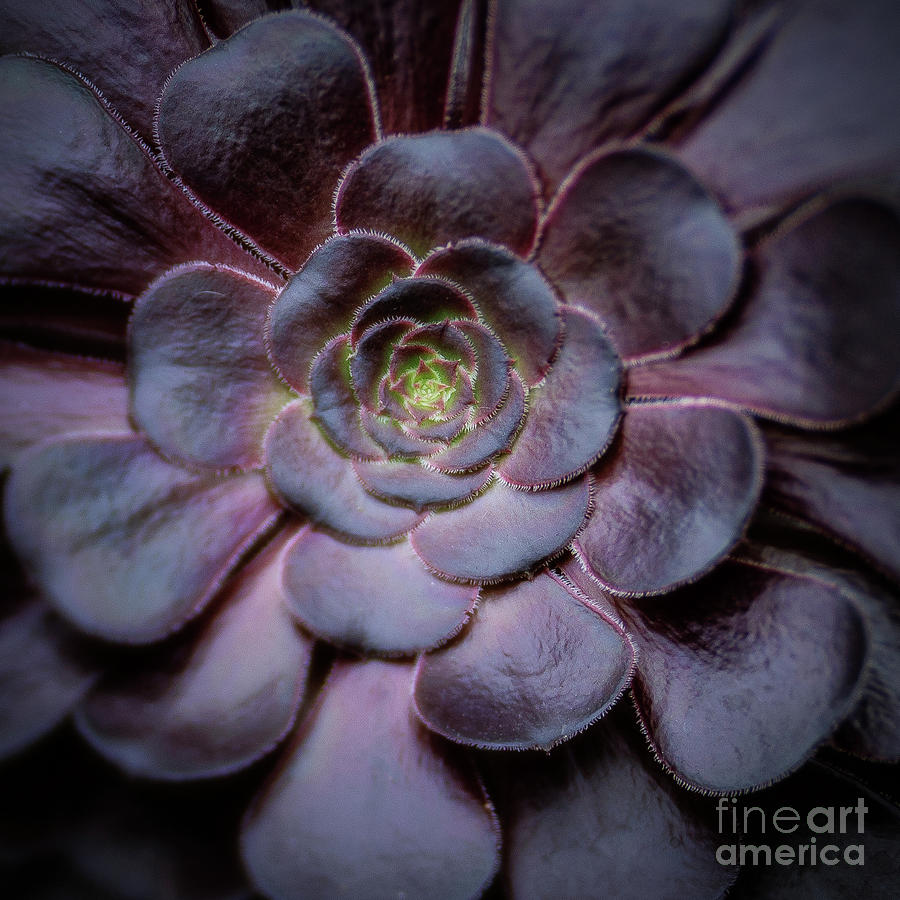 Black Aeonium Photograph by Coral Stengel