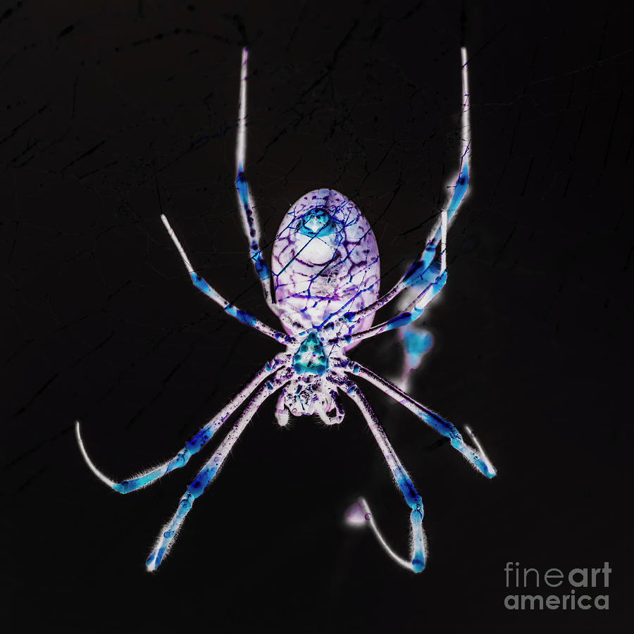 Black and blue spider Photograph by Jorgo Photography