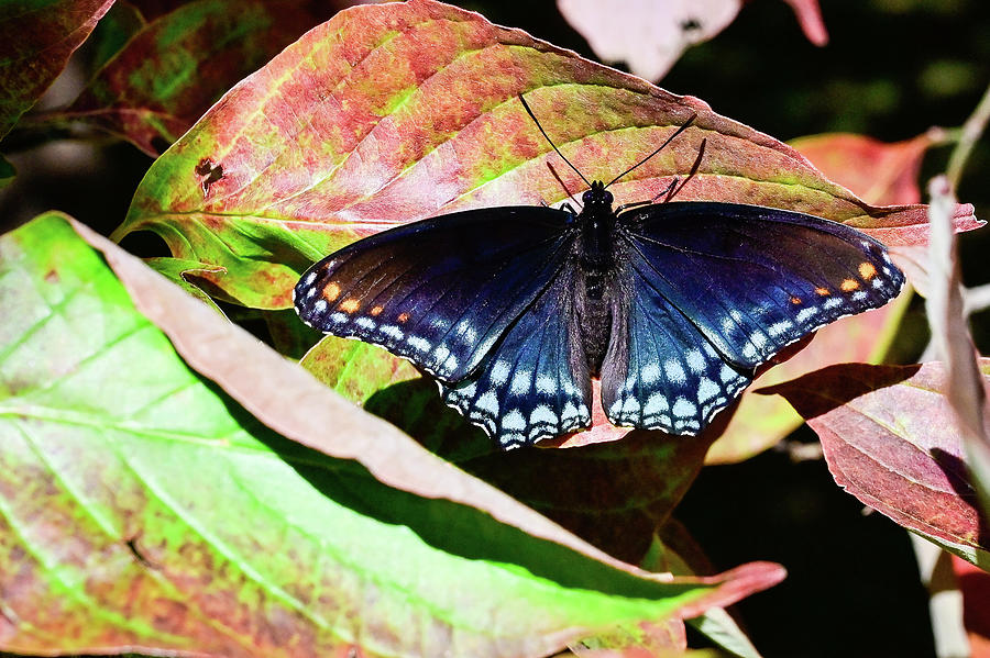 Black and Blue Swallowtail Butterfly Photograph by Ed Stokes