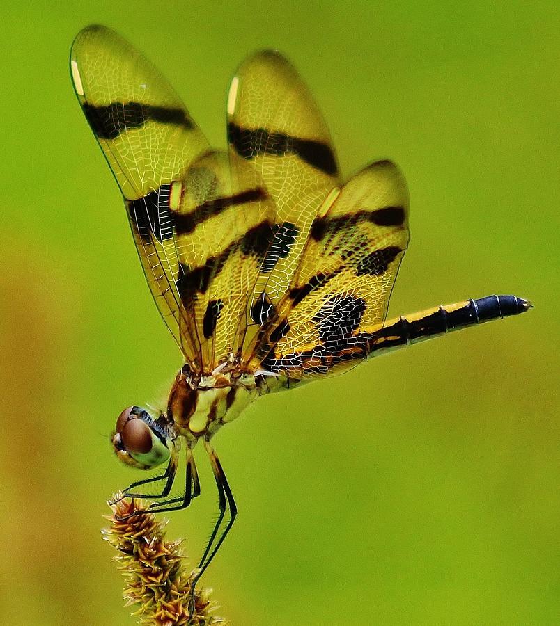 Black and Gold  Dragonfly Photograph by Thomas McGuire