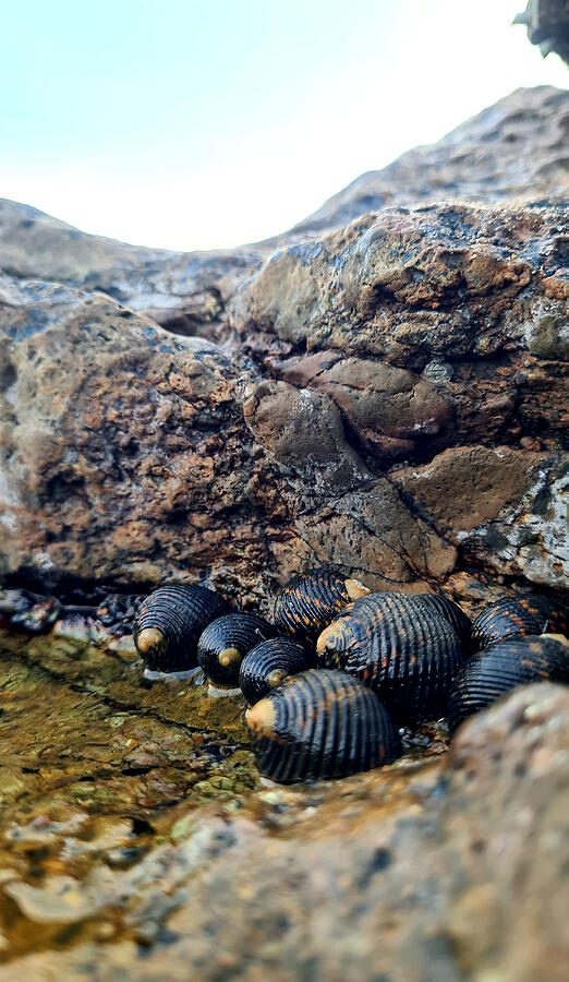 Shell Photograph - Black And Orange Striped Mollusks by Adriana Gheorghe