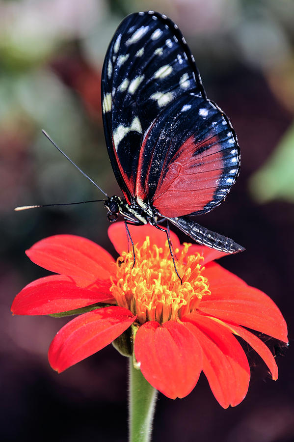 Black and Red Butterfly on Red Flower Photograph by WAZgriffin Digital