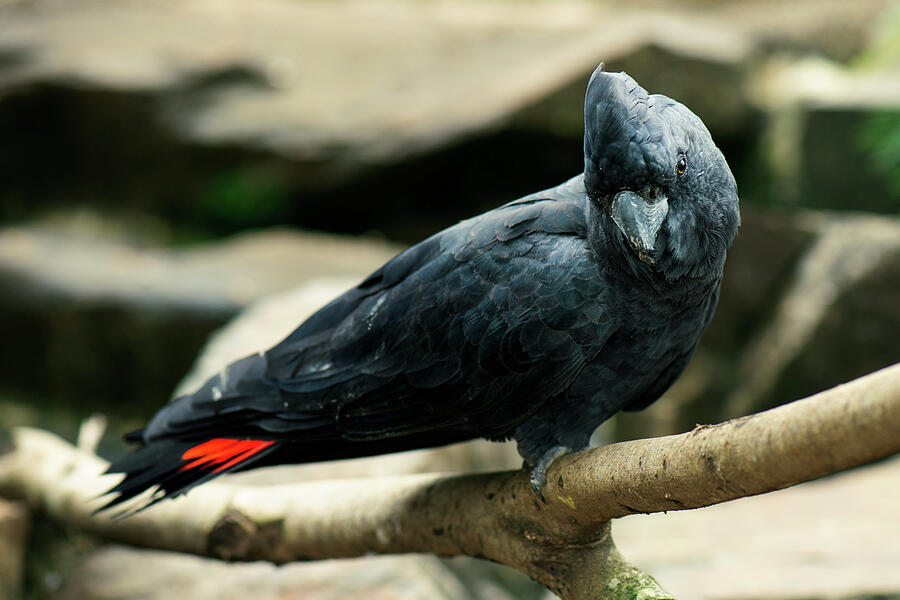 Black And Red Cockatoo. Photograph