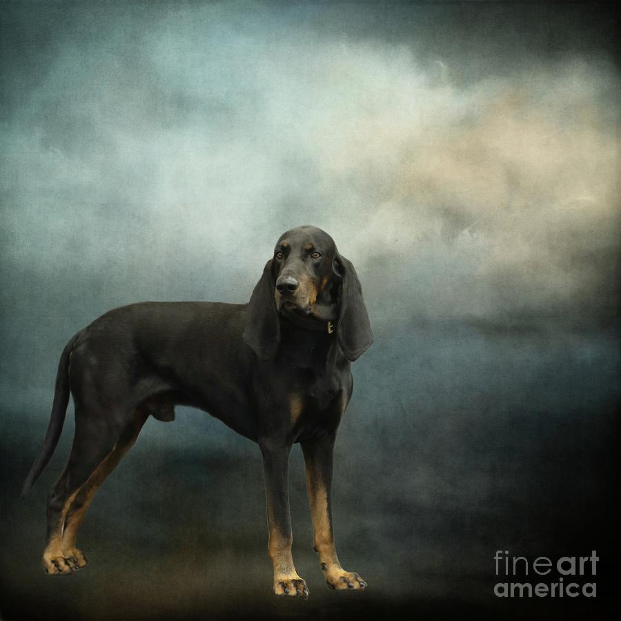 Black and Tan Coonhound Photograph by Eva Lechner