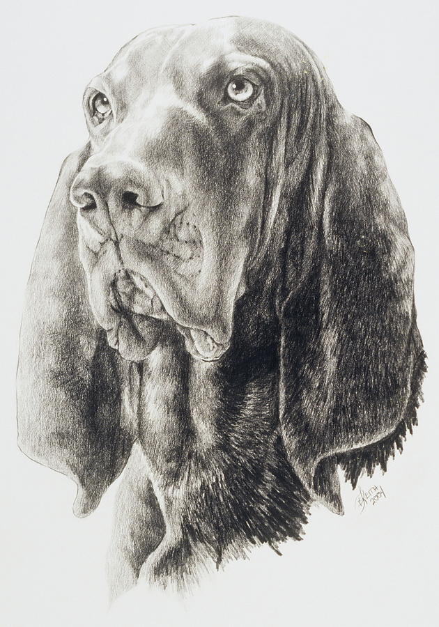 Black and Tan Coonhound in Graphite Drawing by Barbara Keith