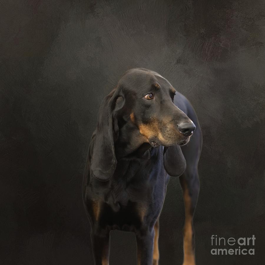 Black and Tan Coonhound Portrait Photograph by Eva Lechner
