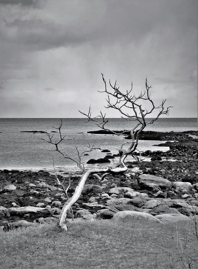 - Black and White - - Odiorne Point State Park, Rye NH  Photograph by THERESA Nye