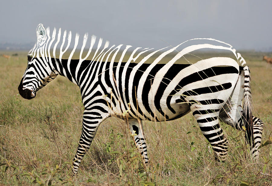 Zebra Digital Art - Black and White 1 by Barroa Artworks