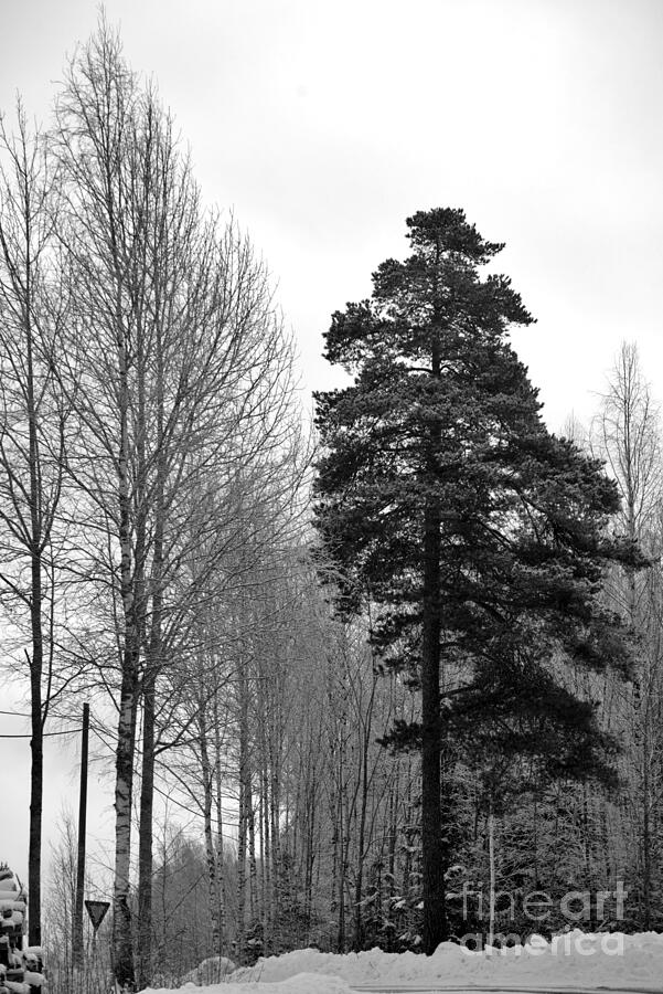 Winter Photograph - Black and white 401 by Esko Lindell