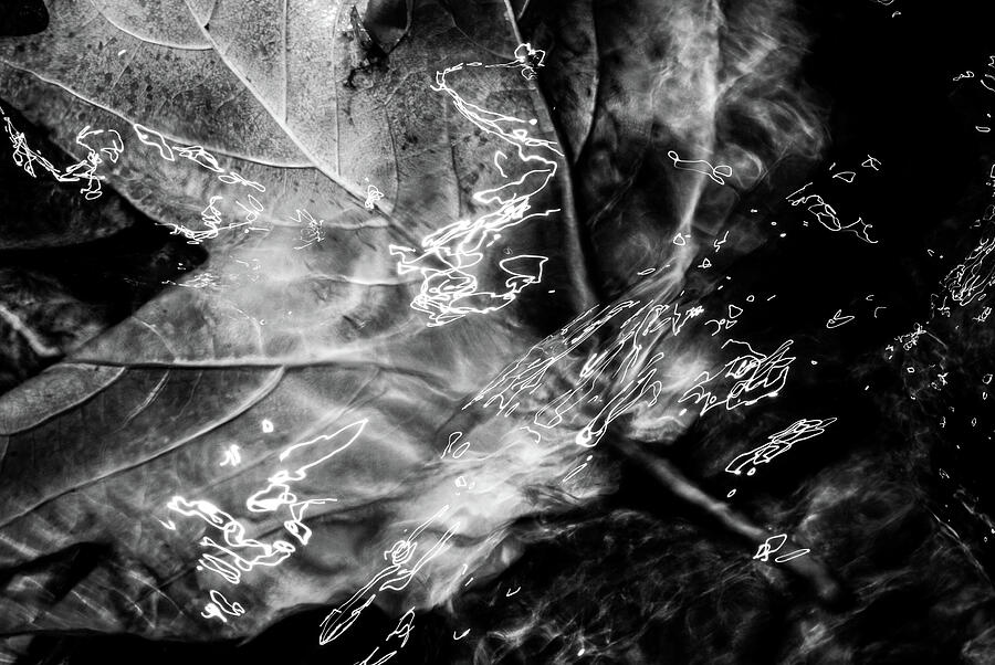 Black and white abstract art. Leaf on water Photograph by Michalakis Ppalis