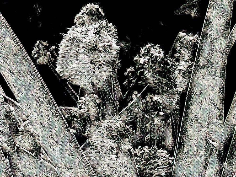 Abstract Digital Art - Black And White Abstract Flowering Garlic by Joan Stratton