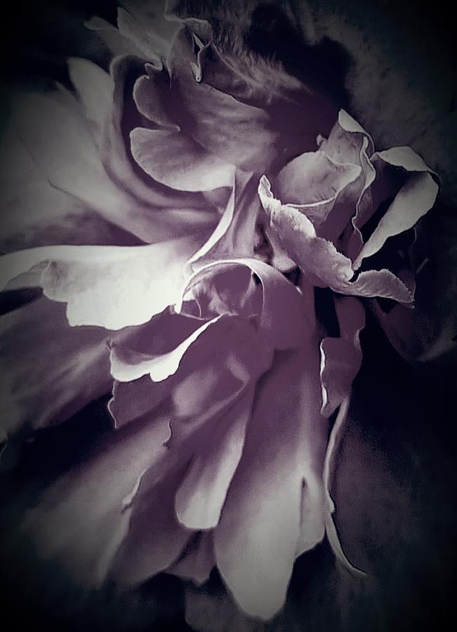 Black and White Abstract Petals Digital Art by Loraine Yaffe