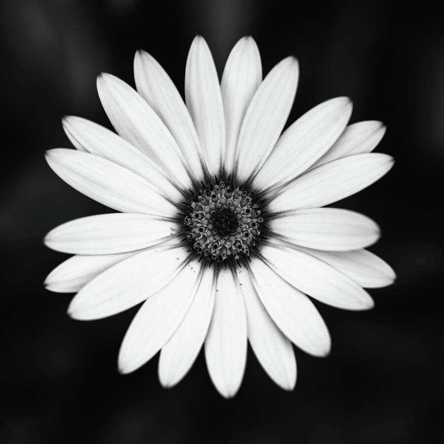 Black And White African Daisy Photograph by Tanya C Smith