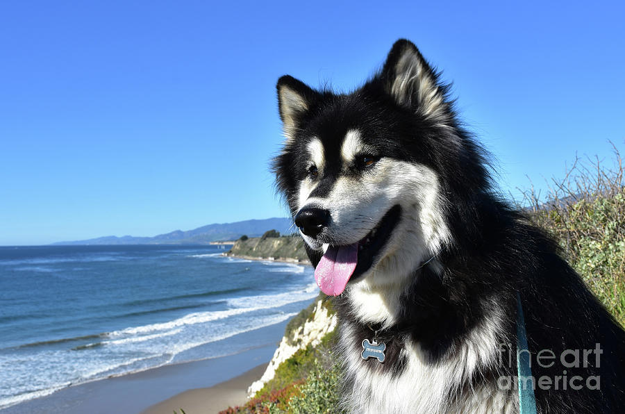 Black and White Alusky Dog Overlooking the Ocean Photograph by DejaVu ...