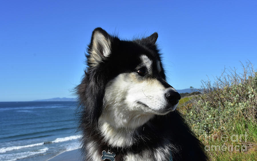 Black and White Alusky Dog Sitting By the Ocean Photograph by DejaVu ...