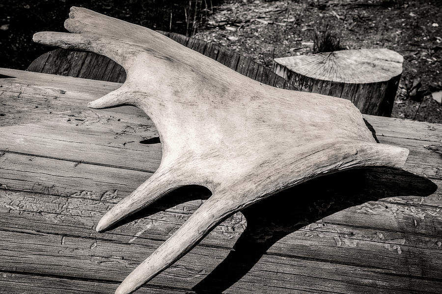 Black and White Antler Photograph by Robert J Wagner