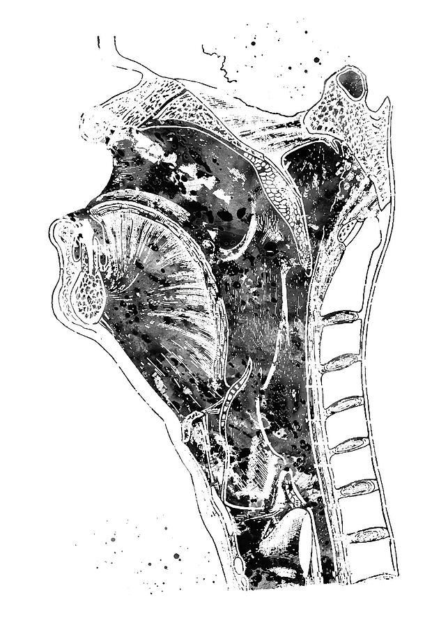Black And White Art Anatomy Head And Neck Digital Art by Towery Hill