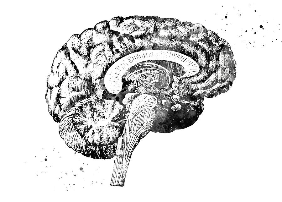 Black And White Art Brain Anatomy Digital Art by Towery Hill - Fine Art ...