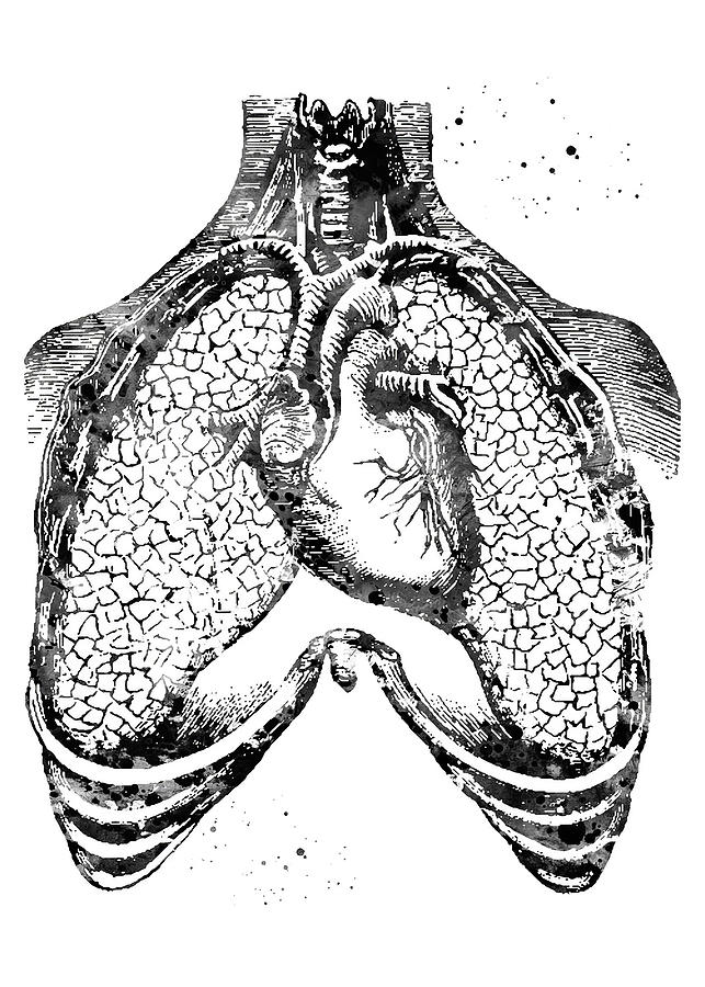 Black And White Art Human Heart And Lungs Digital Art By Rowlette Nixon 