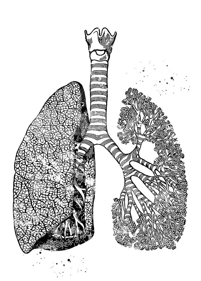 Black And White Art Lungs Art Digital Art by Rowlette Nixon | Fine Art ...