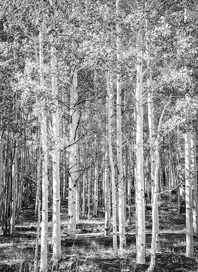 Black and White Aspen Forest Photograph by Rebecca Herranen Black and White Aspen Forest Photograph by Rebecca Herranen