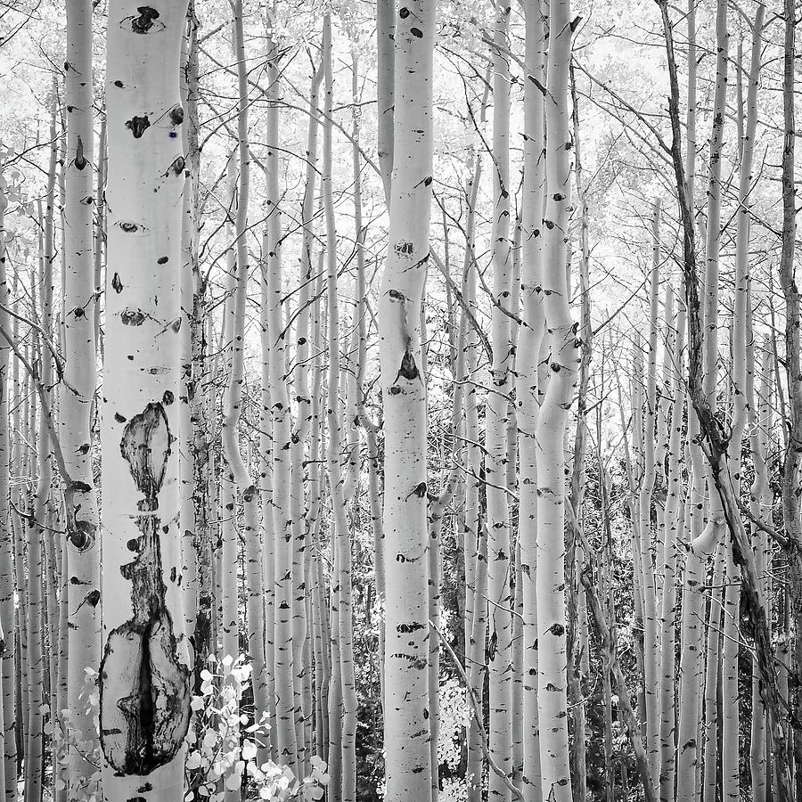 Black and White Aspen Grove Photograph by Rebecca Herranen