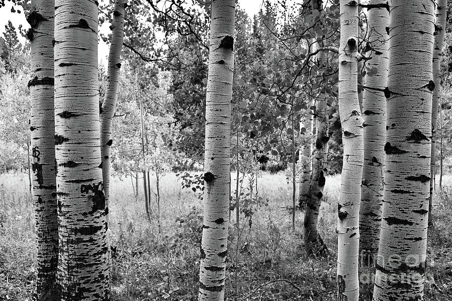 Black and White Aspen Photograph by John Keeley - Pixels