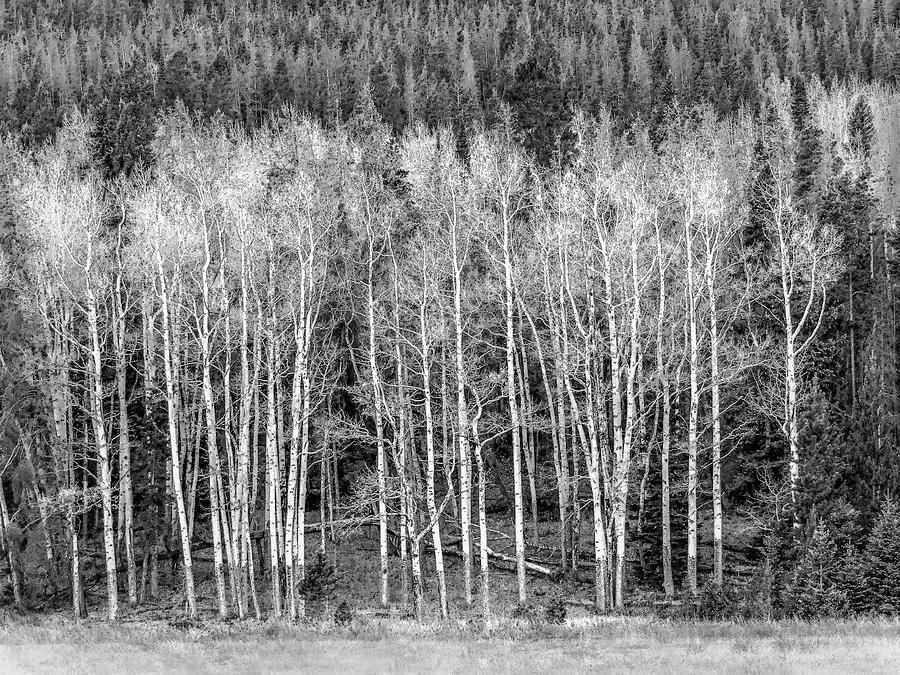 Black and White Aspen Photograph by Lynn Sprowl