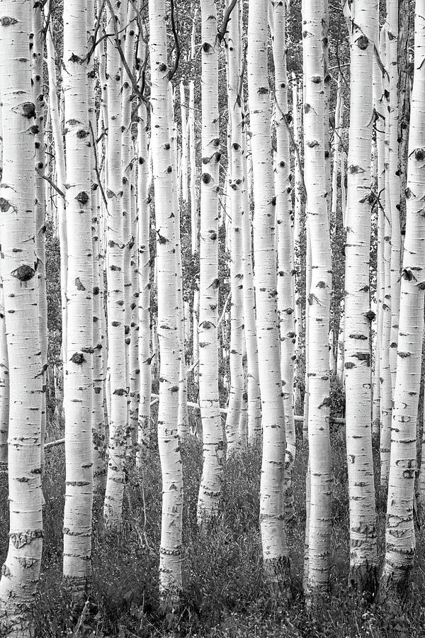 Mountain Photograph - Black and White Aspen Vertical by Wasatch Light