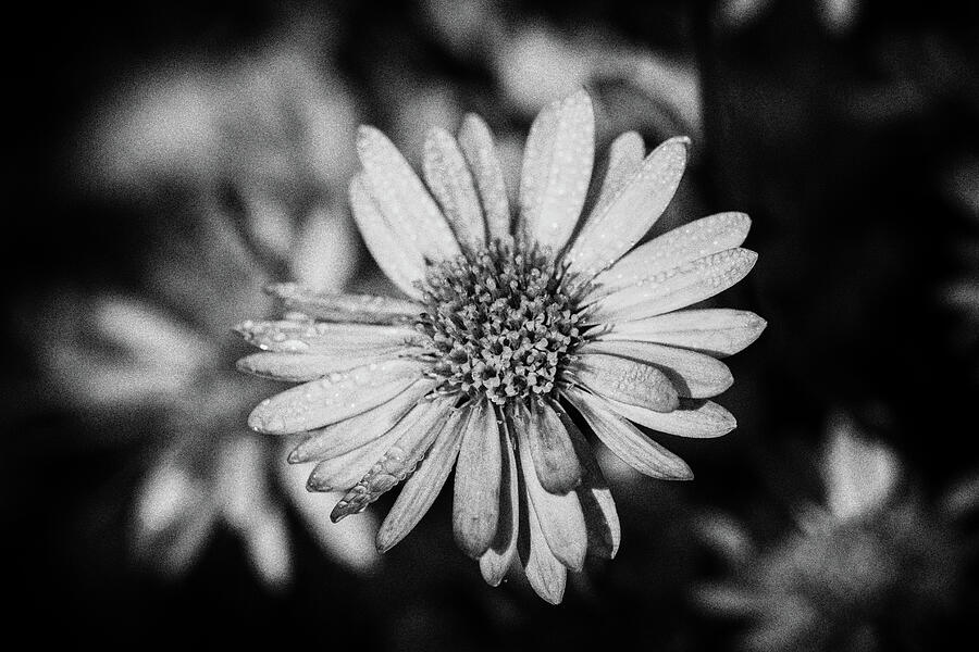 Black and White Aster Daisy Photograph by Tanya C Smith