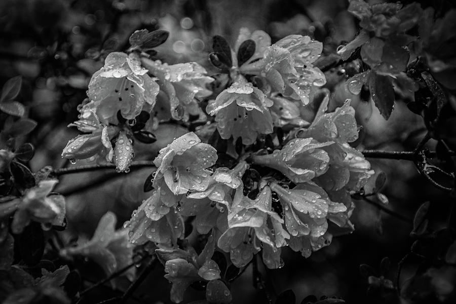 Black and White Azaleas in the Rain Photograph by Deb Beausoleil