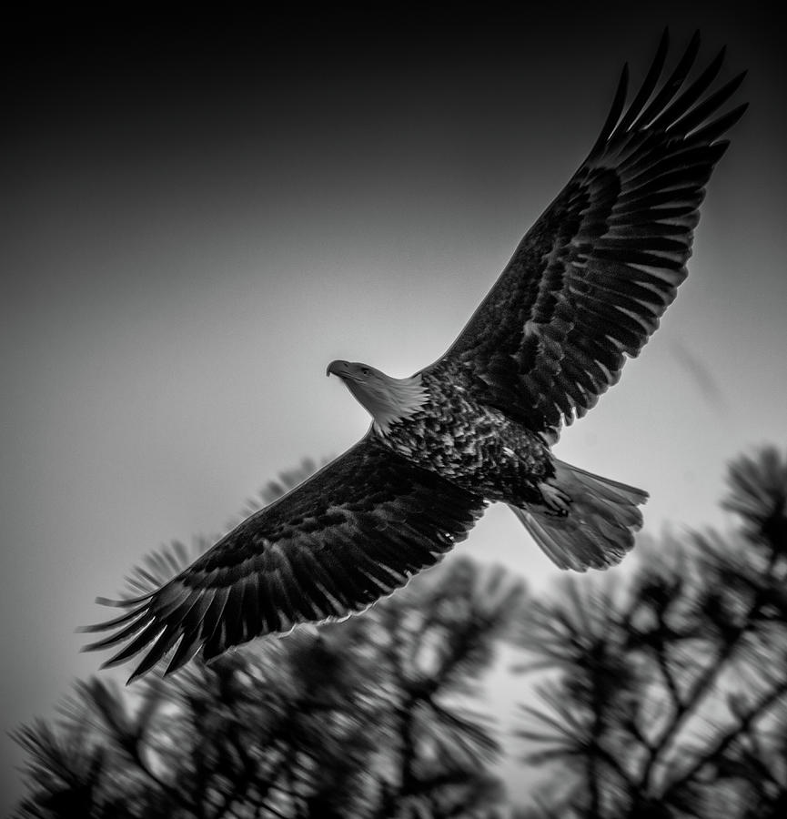 Black and White Bald Eagle in Flight Photograph by Matthew Nelson