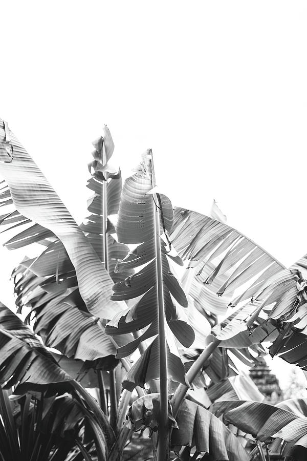 Black and White Banana Palm Tree Leaves Photograph by Pati Photography ...